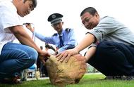 昆明青年在瑞丽发现一块重达51斤的“鸡血石”，专家却称其为普通石头