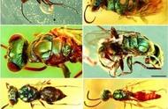 琥珀中的昆虫揭示了一亿年前的色彩世界