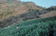 最新消息：龙井43号春茶于13日正式开始采摘，群体种预计下旬亮相