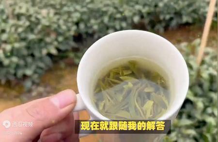 绿茶的美味世界：哪些品种最令人陶醉？